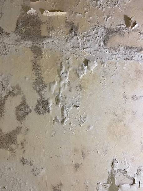 Best Residential Mold Remediation in Great Bend, NY